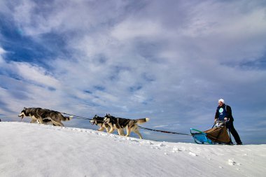 Tusnad, Romanya - 02 Şubat 2019: Ücretsiz köpek kızağı yarış yarışma köpekleri ile katılan kimliği belirsiz adam. Sporcumuz ezme köpek kızağı güneşli bir günde kar kış rekabet yarışında üzerinde çalışır