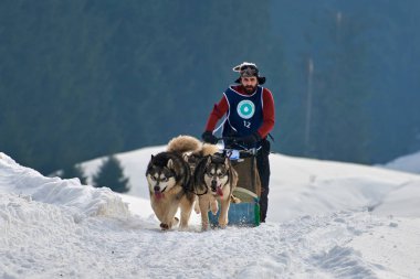 Tusnad, Romanya - 02 Şubat 2019: Ücretsiz köpek kızağı yarış yarışma köpekleri ile katılan kimliği belirsiz adam. Sporcumuz ezme köpek kızağı güneşli bir günde kar kış rekabet yarışında üzerinde çalışır