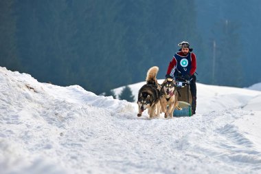 Tusnad, Romanya - 02 Şubat 2019: Ücretsiz köpek kızağı yarış yarışma köpekleri ile katılan kimliği belirsiz adam. Sporcumuz ezme köpek kızağı güneşli bir günde kar kış rekabet yarışında üzerinde çalışır