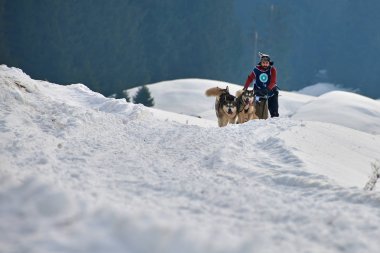 Tusnad, Romanya - 02 Şubat 2019: Ücretsiz köpek kızağı yarış yarışma köpekleri ile katılan kimliği belirsiz adam. Sporcumuz ezme köpek kızağı güneşli bir günde kar kış rekabet yarışında üzerinde çalışır