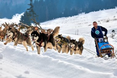 Tusnad, Romanya - 02 Şubat 2019: Ücretsiz köpek kızağı yarış yarışma köpekleri ile katılan kimliği belirsiz adam. Sporcumuz ezme köpek kızağı güneşli bir günde kar kış rekabet yarışında üzerinde çalışır