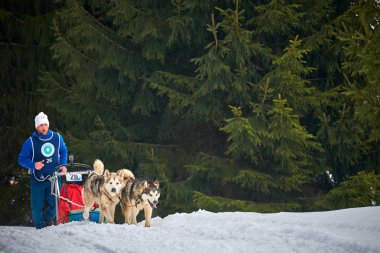 Tusnad, Romanya - 02 Şubat 2019: Ücretsiz köpek kızağı yarış yarışma köpekleri ile katılan kimliği belirsiz adam. Sporcumuz ezme köpek kızağı güneşli bir günde kar kış rekabet yarışında üzerinde çalışır