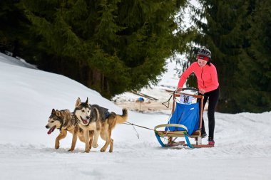 Tusnad, Romanya - 02 Şubat 2019: Ücretsiz köpek kızağı yarış yarışma köpekleri ile katılan belirsiz bir kadın. Sporcumuz ezme köpek kızağı güneşli bir günde kar kış rekabet yarışında üzerinde çalışır