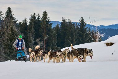 Tusnad, Romanya - 02 Şubat 2019: Ücretsiz köpek kızağı yarış yarışma köpekleri ile katılan kimliği belirsiz adam. Sporcumuz ezme köpek kızağı güneşli bir günde kar kış rekabet yarışında üzerinde çalışır