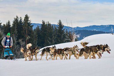 Tusnad, Romanya - 02 Şubat 2019: Ücretsiz köpek kızağı yarış yarışma köpekleri ile katılan kimliği belirsiz adam. Sporcumuz ezme köpek kızağı güneşli bir günde kar kış rekabet yarışında üzerinde çalışır