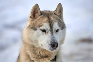 Sibirya Husky köpek açık havada. Doğada bir husky köpek portresi. Yakın çekim.