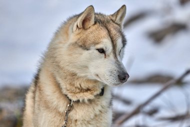 Sibirya Husky köpek açık havada. Doğada bir husky köpek portresi. Yakın çekim.