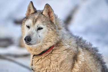 Sibirya Husky köpek açık havada. Doğada bir husky köpek portresi. Yakın çekim.