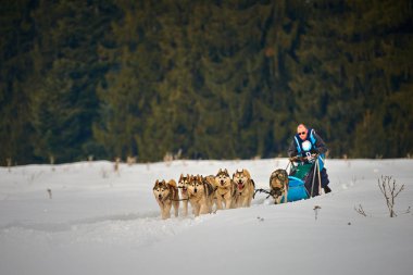Tusnad, Romanya - 02 Şubat 2019: Ücretsiz köpek kızağı yarış yarışma köpekleri ile katılan kimliği belirsiz adam. Sporcumuz ezme köpek kızağı güneşli bir günde kar kış rekabet yarışında üzerinde çalışır