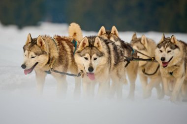 Siberian dış yapraklar köpekler açık havada, yarış köpek kızağı yarışmaya katılan bir husky köpekleri portresi