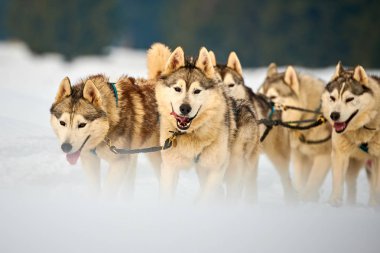 Siberian dış yapraklar köpekler açık havada, yarış köpek kızağı yarışmaya katılan bir husky köpekleri portresi