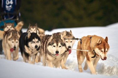 Siberian dış yapraklar köpekler açık havada, yarış köpek kızağı yarışmaya katılan bir husky köpekleri portresi