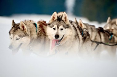 Siberian dış yapraklar köpekler açık havada, yarış köpek kızağı yarışmaya katılan bir husky köpekleri portresi