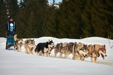 Tusnad, Romanya - 02 Şubat 2019: Ücretsiz köpek kızağı yarış yarışma köpekleri ile katılan kimliği belirsiz adam. Sporcumuz ezme köpek kızağı güneşli bir günde kar kış rekabet yarışında üzerinde çalışır