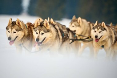 Siberian dış yapraklar köpekler açık havada, yarış köpek kızağı yarışmaya katılan bir husky köpekleri portresi