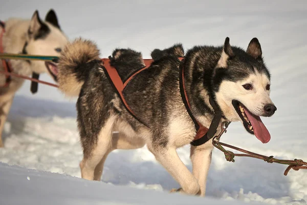 Siberian dış yapraklar köpekler açık havada, yarış köpek kızağı yarışmaya katılan bir husky köpekleri portresi