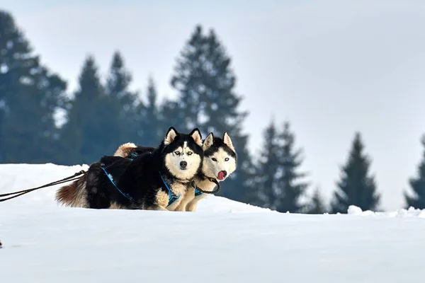 Perros Husky Siberianos Aire Libre Retrato Perros Husky Que Participan —  Fotos de Stock