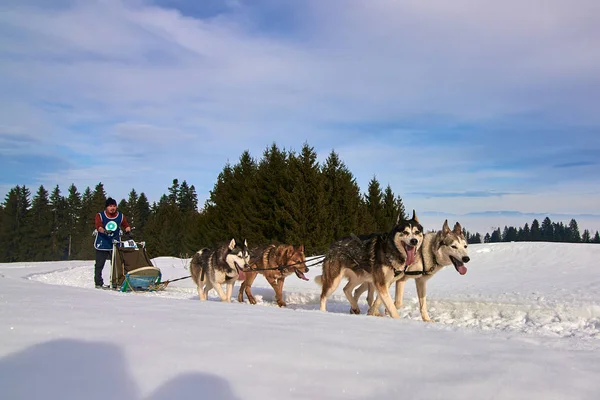 Tusnad Roumanie Février 2019 Homme Non Identifié Participant Free Dog — Photo