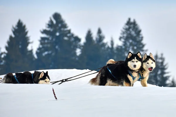 Сибирские Хаски Свежем Воздухе Портрет Хаски Догов Участвующих Конкурсе Собачьих — стоковое фото