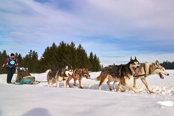 Tusnad, Romanya - 02 Şubat 2019: Ücretsiz köpek kızağı yarış yarışma köpekleri ile katılan kimliği belirsiz adam. Sporcumuz ezme köpek kızağı güneşli bir günde kar kış rekabet yarışında üzerinde çalışır