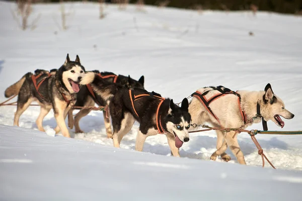 Siberische Husky Honden Buitenshuis Portret Van Een Husky Honden Deelneming — Stockfoto