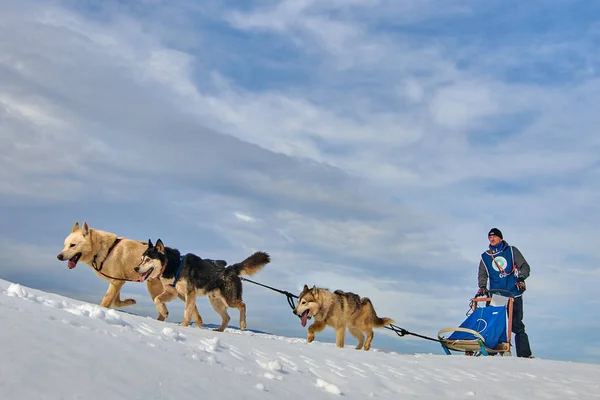 Tusnad Roumanie Février 2019 Homme Non Identifié Participant Free Dog — Photo