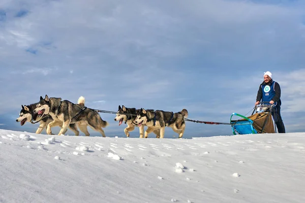 ムスシステム ルーマニア 2019 犬と犬そりレースの無料のコンテストに参加する正体不明の男 スポーツウーマン犬そり旅行者は 冬の競争レースで雪の晴れた日に犬そりを実行します — ストック写真