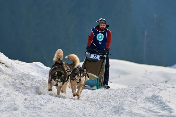 Tusnad, Romanya - 02 Şubat 2019: Ücretsiz köpek kızağı yarış yarışma köpekleri ile katılan kimliği belirsiz adam. Sporcumuz ezme köpek kızağı güneşli bir günde kar kış rekabet yarışında üzerinde çalışır