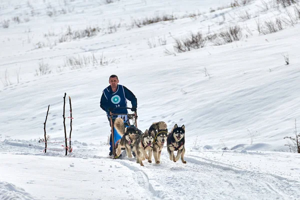 罗马尼亚 Tusnad 2019年2月2日 身份不明的男子参加免费狗雪橇赛车比赛与狗 在冬季比赛中 运动员在雪的阳光明媚的日子里跑狗雪橇 — 图库照片