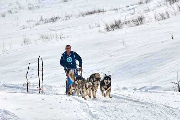 Tusnad Romania February 2019 Unidentified Man Participating Free Dog Sled — Stock Photo, Image