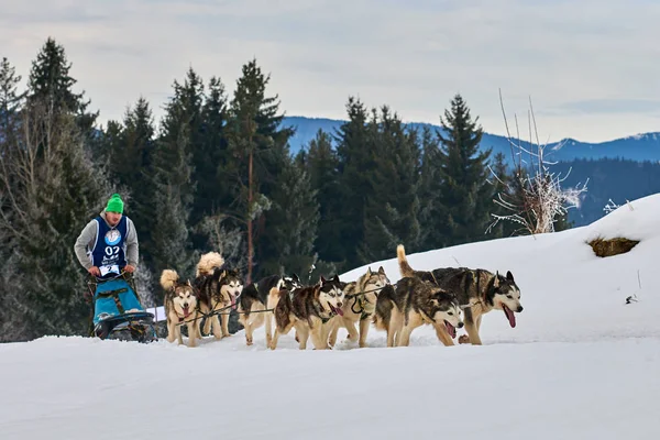 Tusnad, Romanya - 02 Şubat 2019: Ücretsiz köpek kızağı yarış yarışma köpekleri ile katılan kimliği belirsiz adam. Sporcumuz ezme köpek kızağı güneşli bir günde kar kış rekabet yarışında üzerinde çalışır