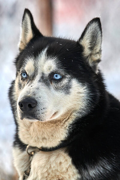 Siberian ,Husky dog outdoors. Portrait of a husky dog in nature. Close-up.