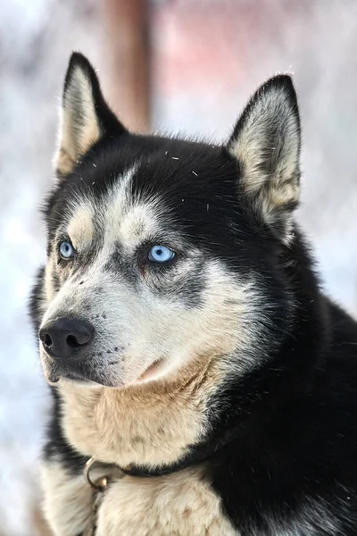 Siberiano Husky Dog Livre Retrato Cão Descascado Natureza Close — Fotografia de Stock