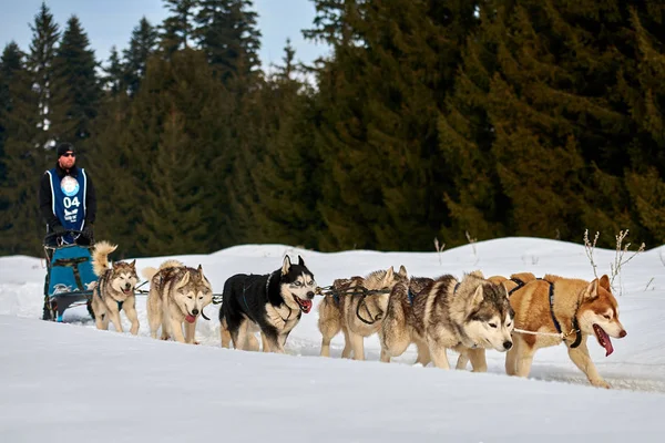 Tusnad Romania Febrero 2019 Hombre Identificado Participando Concurso Carreras Trineo —  Fotos de Stock