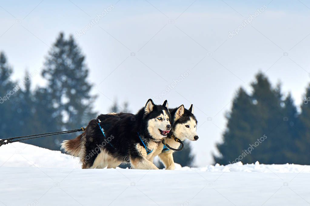 Siberian Husky dogs outdoors, Portrait of a husky dogs participating in the Dog Sled Racing Contest