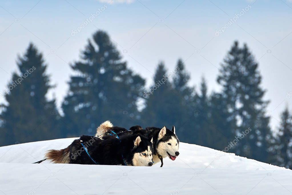 Siberian Husky dogs outdoors, Portrait of a husky dogs participating in the Dog Sled Racing Contest