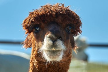 Komik alpaka (Vicugna Paços) üzerinde arka plan bulanık portresi