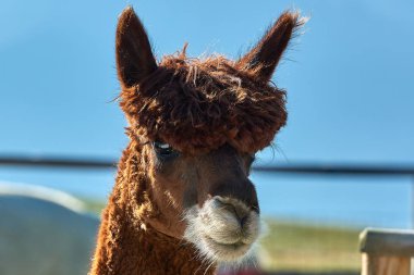 Komik alpaka (Vicugna Paços) üzerinde arka plan bulanık portresi