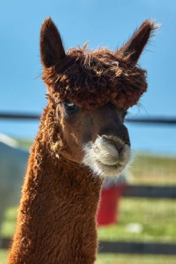 Komik alpaka (Vicugna Paços) üzerinde arka plan bulanık portresi