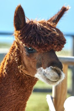 Komik alpaka (Vicugna Paços) üzerinde arka plan bulanık portresi