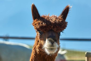Komik alpaka (Vicugna Paços) üzerinde arka plan bulanık portresi