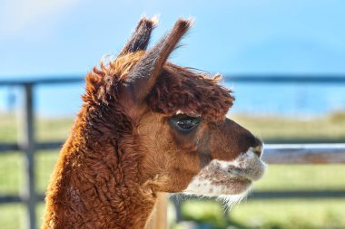 Komik alpaka (Vicugna Paços) üzerinde arka plan bulanık portresi