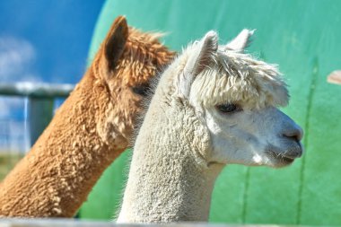 Komik alpaka (Vicugna Paços) üzerinde arka plan bulanık portresi