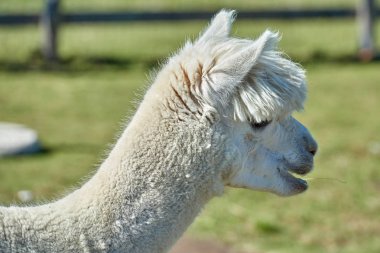 Komik alpaka (Vicugna Paços) üzerinde arka plan bulanık portresi