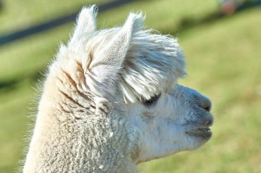 Komik alpaka (Vicugna Paços) üzerinde arka plan bulanık portresi