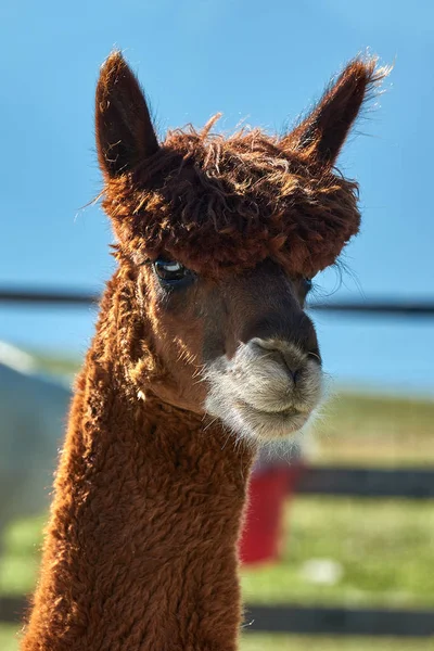 Komik alpaka (Vicugna Paços) üzerinde arka plan bulanık portresi