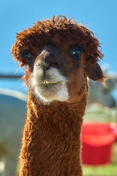 Komik alpaka (Vicugna Paços) üzerinde arka plan bulanık portresi