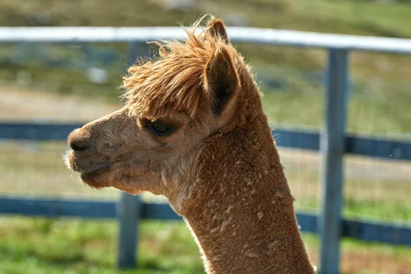 Potret Alpaca Lucu Vicugna Pacos Pada Latar Belakang Kabur — Stok Foto