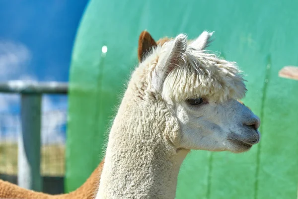 Portrait Funny Alpaca Vicugna Pacos Blurred Background — Stock Photo, Image