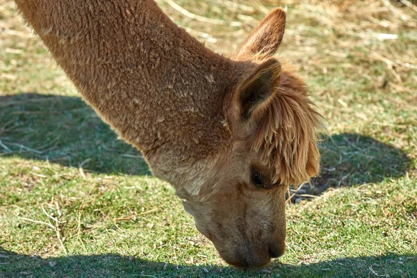 Ritratto Divertente Alpaca Vicugna Pacos Sullo Sfondo Sfocato — Foto Stock